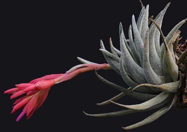 TILLANDSIA BRACHYPHYLLA Baker