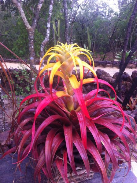 TILLANDSIA CAPITATA MARROM