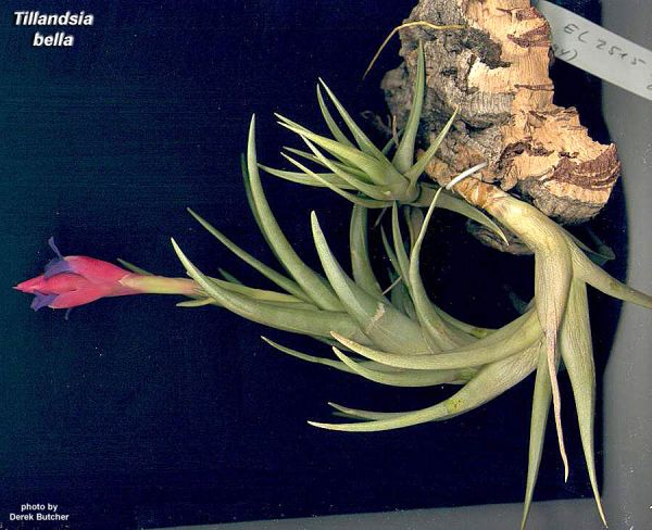 TILLANDSIA BELLA T. Strehl