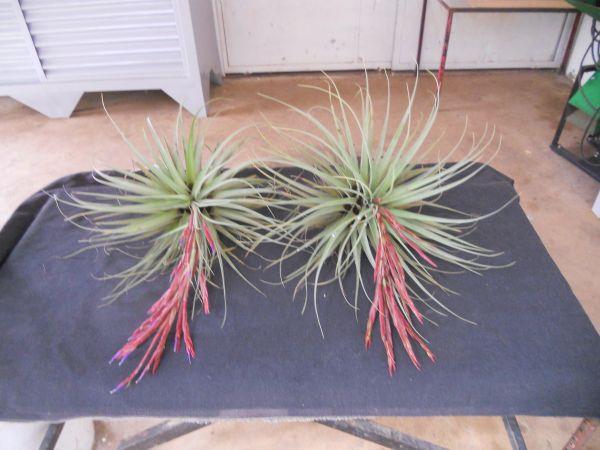 TILLANDSIA FLAGELLATA L B Smith