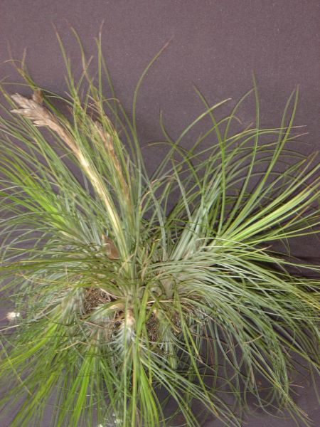 TILLANDSIA FLORIDANA