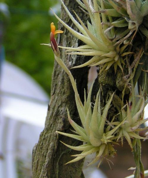 TILLANDSIA LOLIACEA Martius ex Schultes