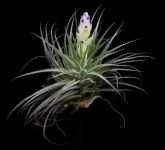 TILLANDSIA STRICTA Var. SILVER