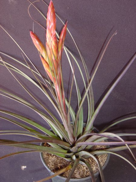 TILLANDSIA CERRATEANA  L B Smith