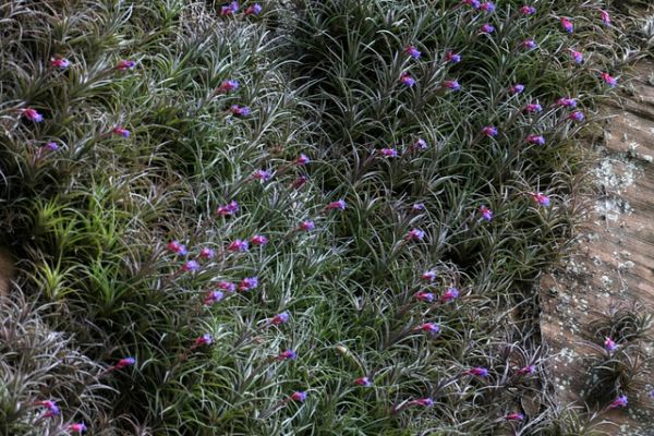 TILLANDSIA WINKLERI T Strehl