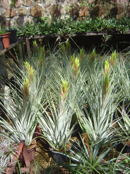 TILLANDSIA JALISCO–MONTICULA