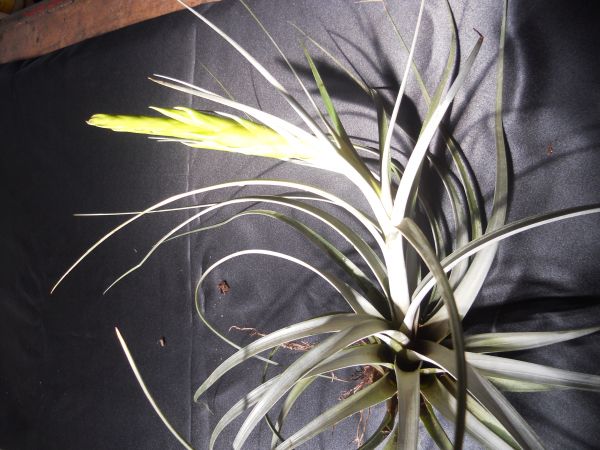 TILLANDSIA SECUNDA Var. MINOR Humboldt, Bonpland & Kunth