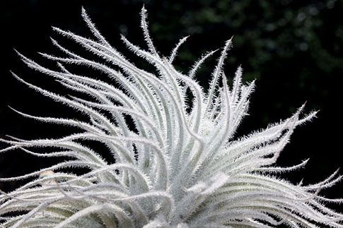 TILLANDSIA TECTORUM E Morren