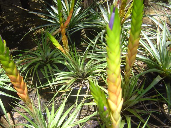 TILLANDSIA TRICOLOR Var. TRICOLOR Schiechtendal & Chamisso