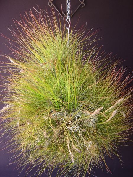 TILLANDSIA BARTRAMII Elliot