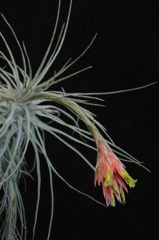 TILLANDSIA CABALLOSENSIS Ehlers