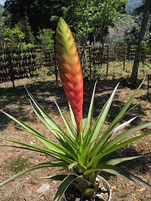 TILLANDSIA VERAPAZANA Elhers