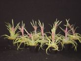 TILLANDSIA STREPTOPHYLLA Scheidweiler ex Morren