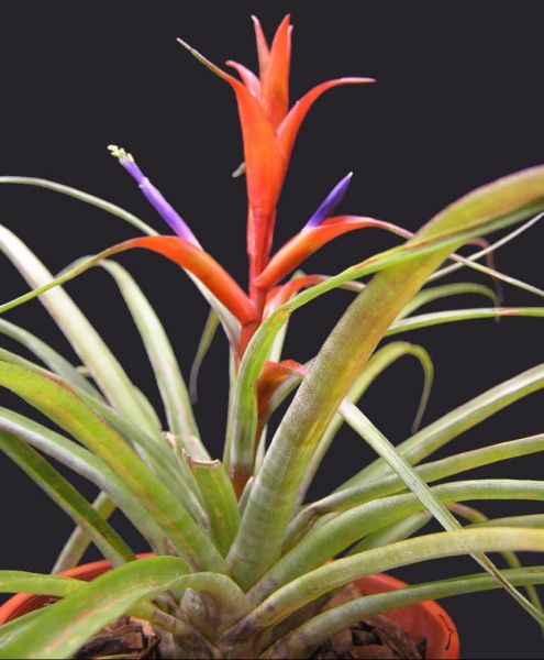 TILLANDSIA FOLIOSA Martens & Galeoti