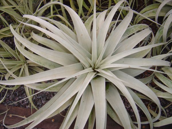 TILLANDSIA XEROGRAPHICA Rohweder