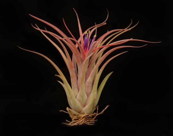 TILLANDSIA SUNSET GLOW