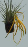 TILLANDSIA RUSBYI Baker