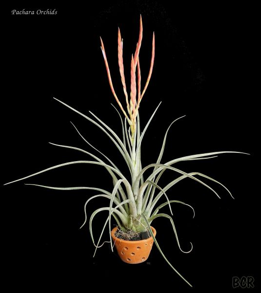 TILLANDSIA DRACONIC