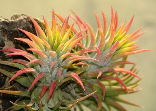 TILLANDSIA IONANTHA DRUID