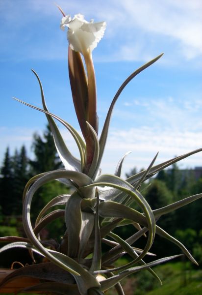 TILLANDSIA XIPHIOIDES Subsp. XIPHIOIDES Ker Gawl