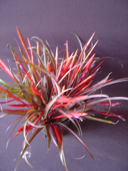 TILLANDSIA FLABELLATA VIRIDIFLORA