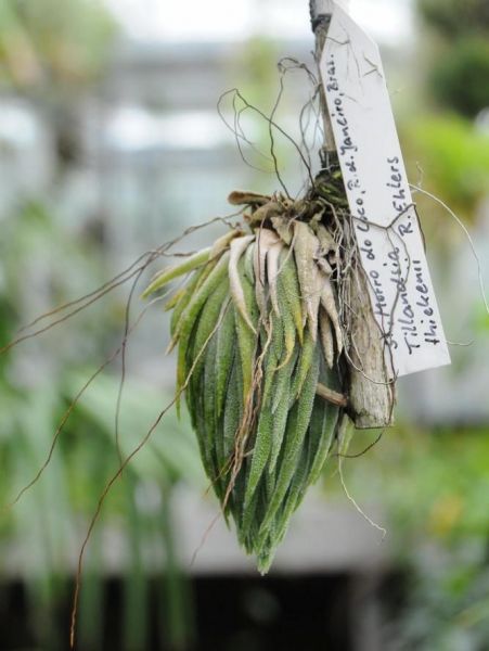 TILLANDSIA THIEKENII Ehlers