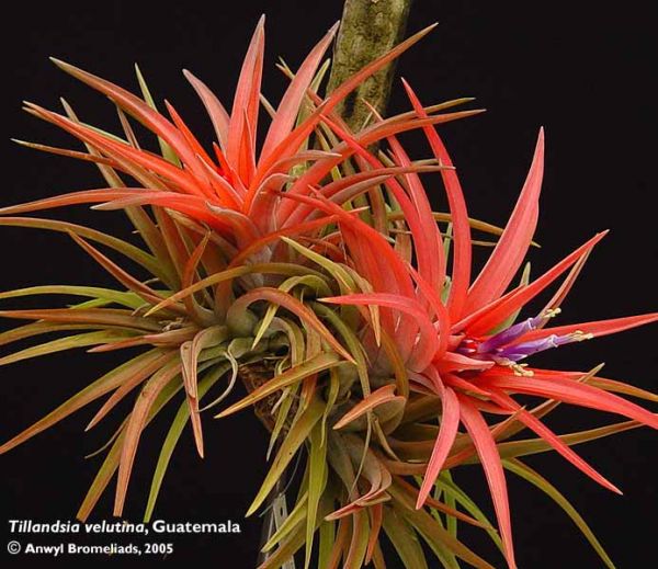 TILLANDSIA VELUTINA  R Ehlers