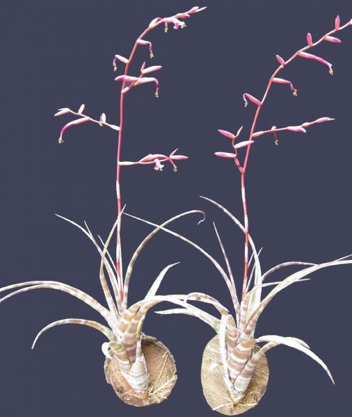 TILLANDSIA FLEXUOSA Swartz