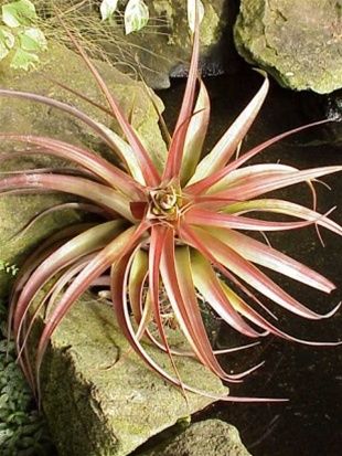 TILLANDSIA KRUSEANA