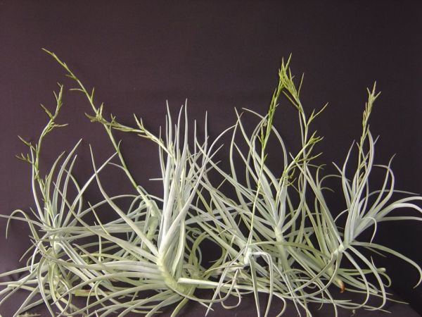 TILLANDSIA DURATII Var. SAXATILIS (Hassl) L B Smith