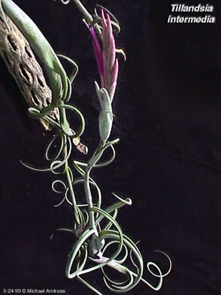 TILLANDSIA INTERMÉDIA